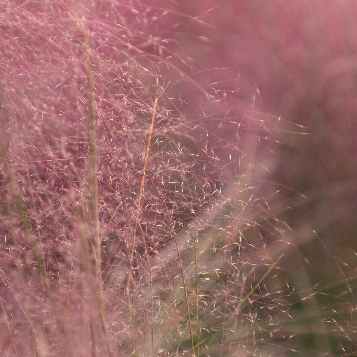 MK-35MM F0.95 Aps-C MFT