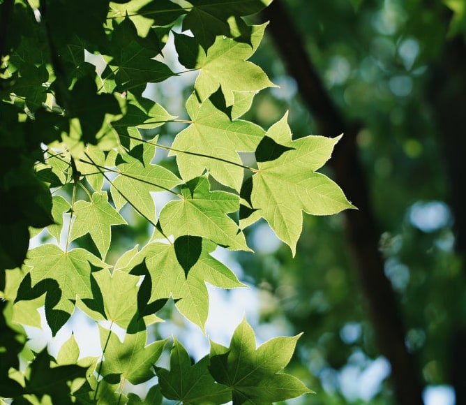Meike 85mm F1.4 STM MIX II FZ – Abbildung für hochauflösende Sensoren