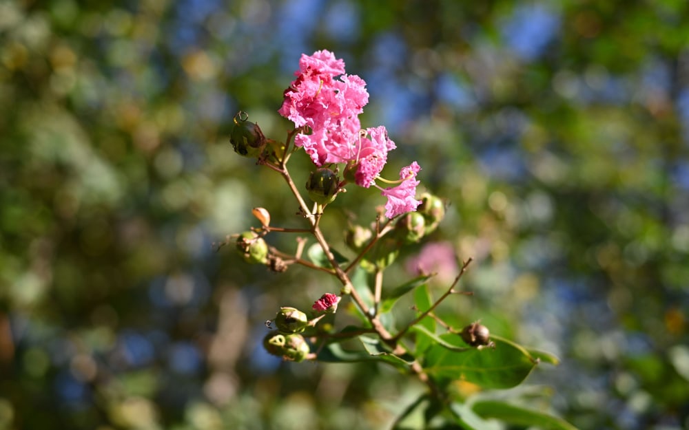 Weiches Bokeh
