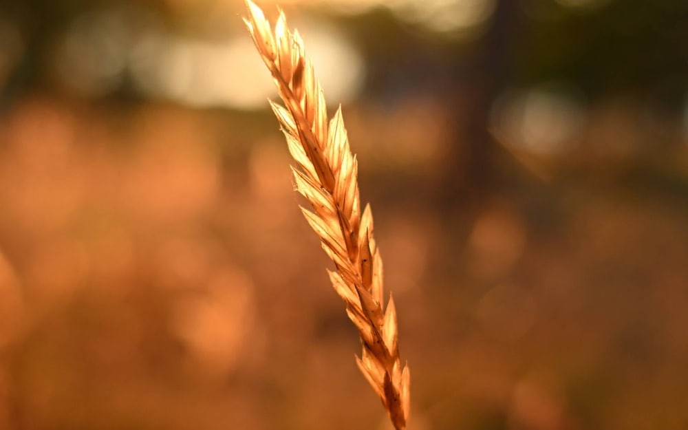 Schönes Bokeh bei jeder Brennweite